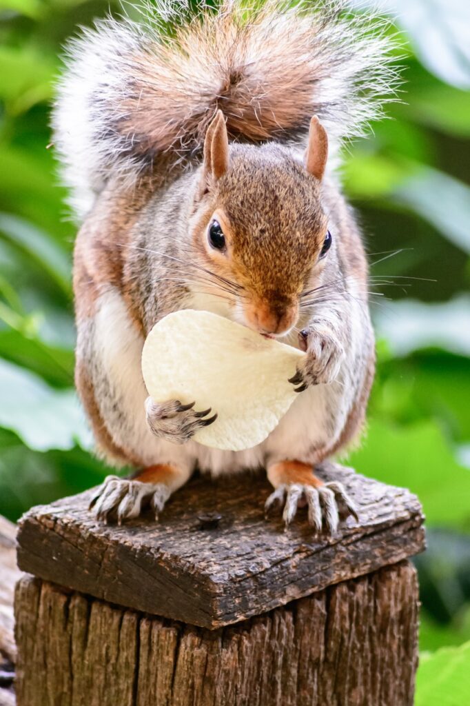 squirrel, rodent, eating-557008.jpg